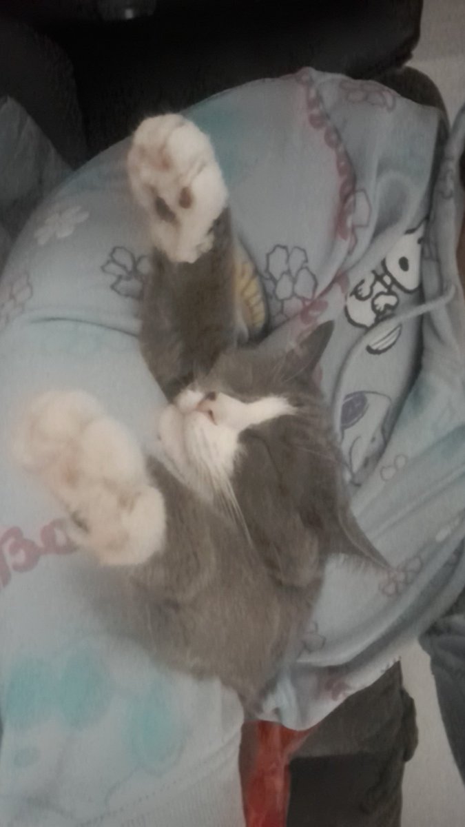 SimpForStupidSh's tweet photo. Sorry for my absence! I have a very valid reason! (Have some pictures of my cat.) https://t.co/f5DuDlUqoA