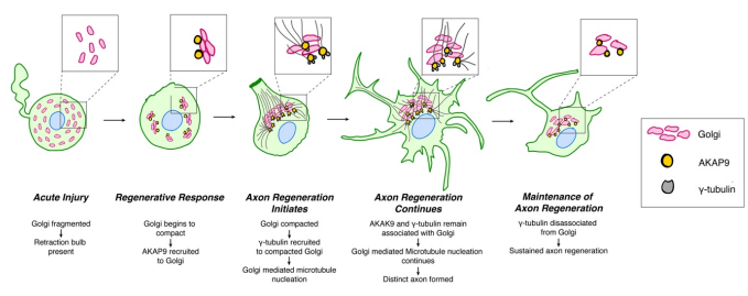 Interesting preprint from Raman Das (Manchester). Intriguing correlation between Golgi morphology, microtubule nucleation, and axon regeneration.
Golgi compaction facilitates microtubule nucleation to drive adult vertebrate peripheral neuron regeneration biorxiv.org/content/10.110…