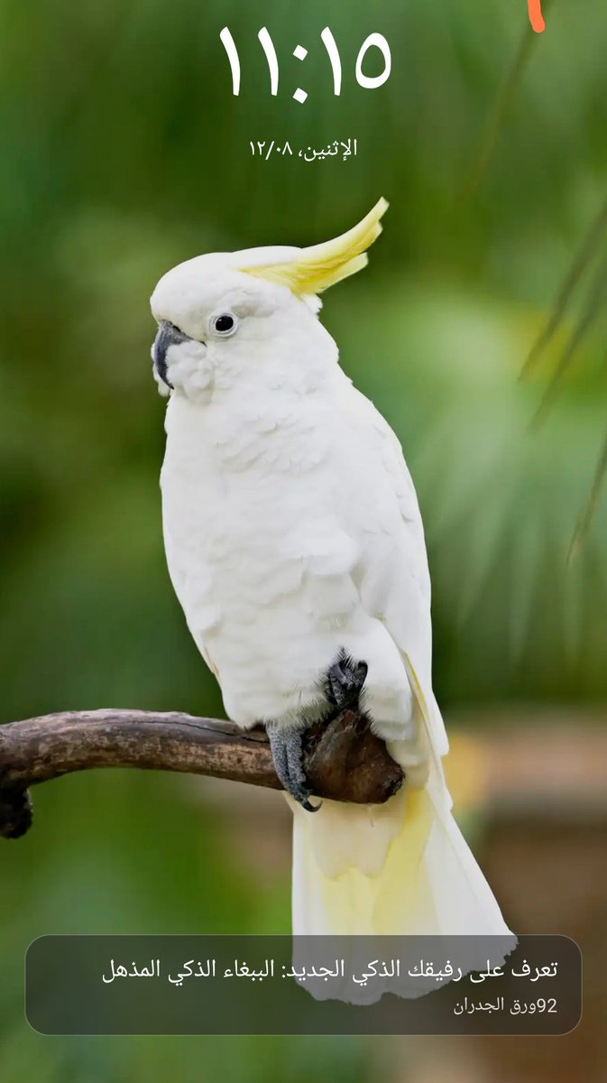 ام احلام الدوسري🇸🇦🇸🇦🇸🇦 (@aldwsry649851) on Twitter photo 