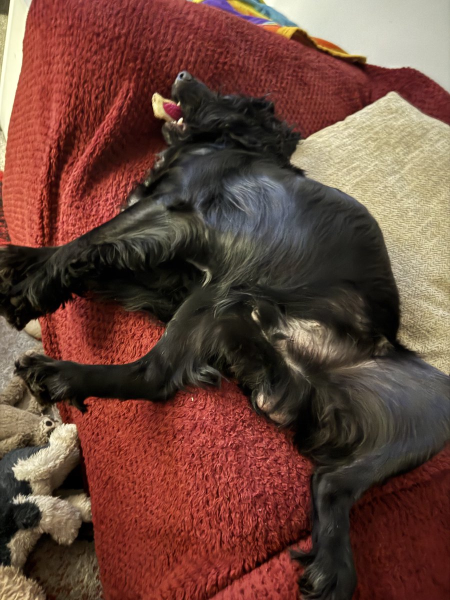 withitnow's tweet photo. This absolute loon. Sleeping in the most awkward of positions yet his favourite toy bone is still in his doughnut hole! ❤️😍❤️😍 Dennis the Menace. @dennisharry1947
#InstaDog #InstaDoggy #DogGram #DoggyGram #Beautiful #Gorgeous #Dog #Doggy #CockerSpaniel #Dennis #InstagramDogs https://t.co/bGWp7bhIuq