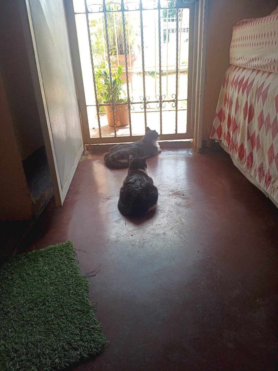 David López (@lopdavicito) on Twitter photo 