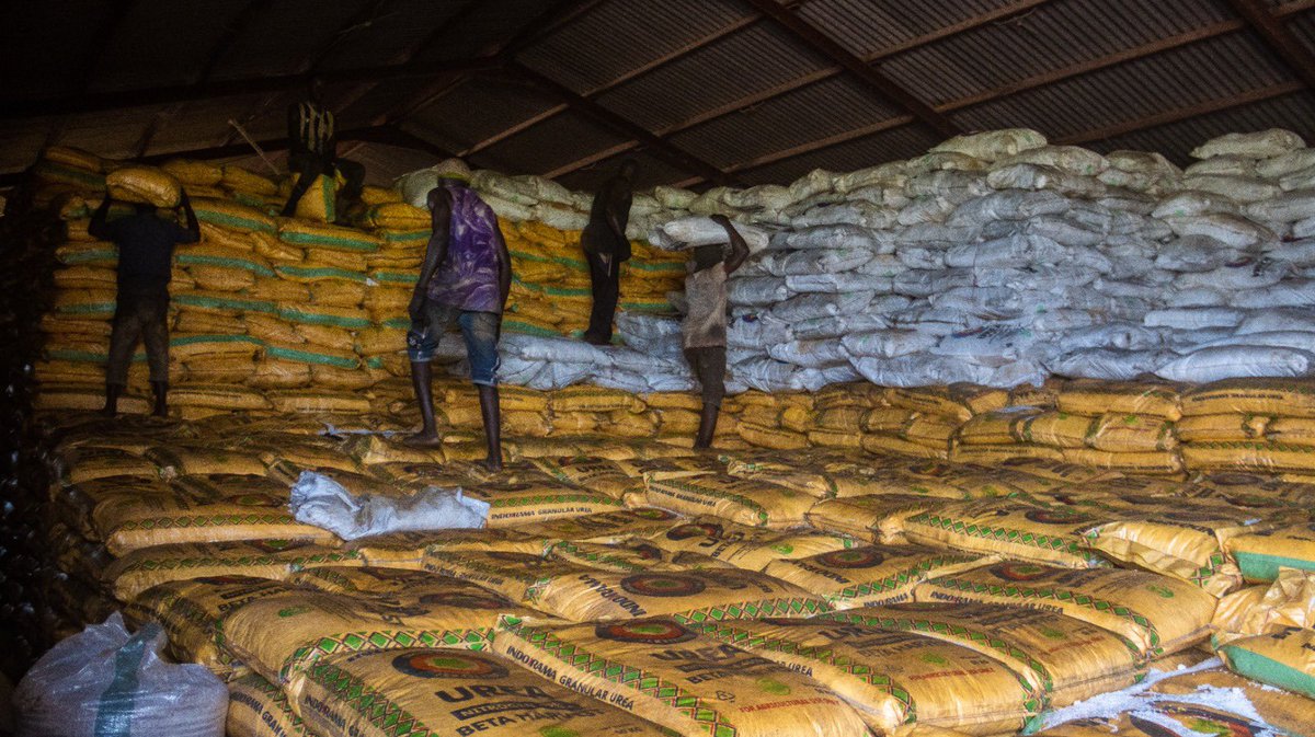 ubasanius's tweet image. In the livestock sub-sector, we successfully vaccinated animals and provided pre-exposure vaccinations to various veterinary and community workers. Furthermore, we recently launched a comprehensive vaccination campaign against Anthrax and other Transboundary Animal Diseases…