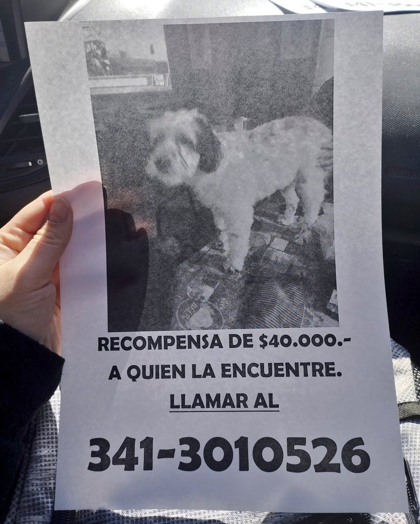 🙏🏻 Se perdió LILY

👉🏻 Es una perrita de un año y medio, tamaño chica/mediana y está castrada

👉🏻 Sus dueños son dos personas mayores los cuales están en una tristeza absoluta

👉🏻 Para info comunicarse al 3413010526

Gracias por compartir 🙏🏻