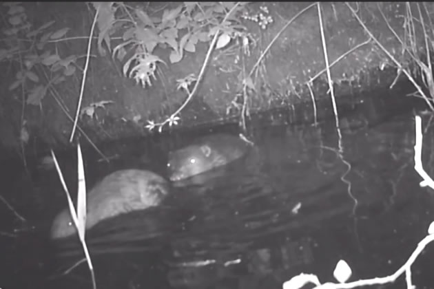 Mayor Welcomes Baby Beavers Born in Greenford
Believed to be the first in urban London in over 400 years ealingtoday.co.uk/default.asp?se…
