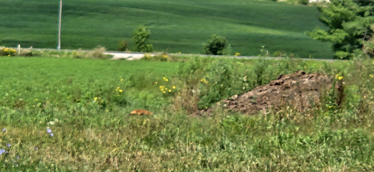 oldfarmgirlkah's tweet photo. Oh Mr Fox
I see you sneaking around 
#backyardviews https://t.co/J4D3FwdX2a