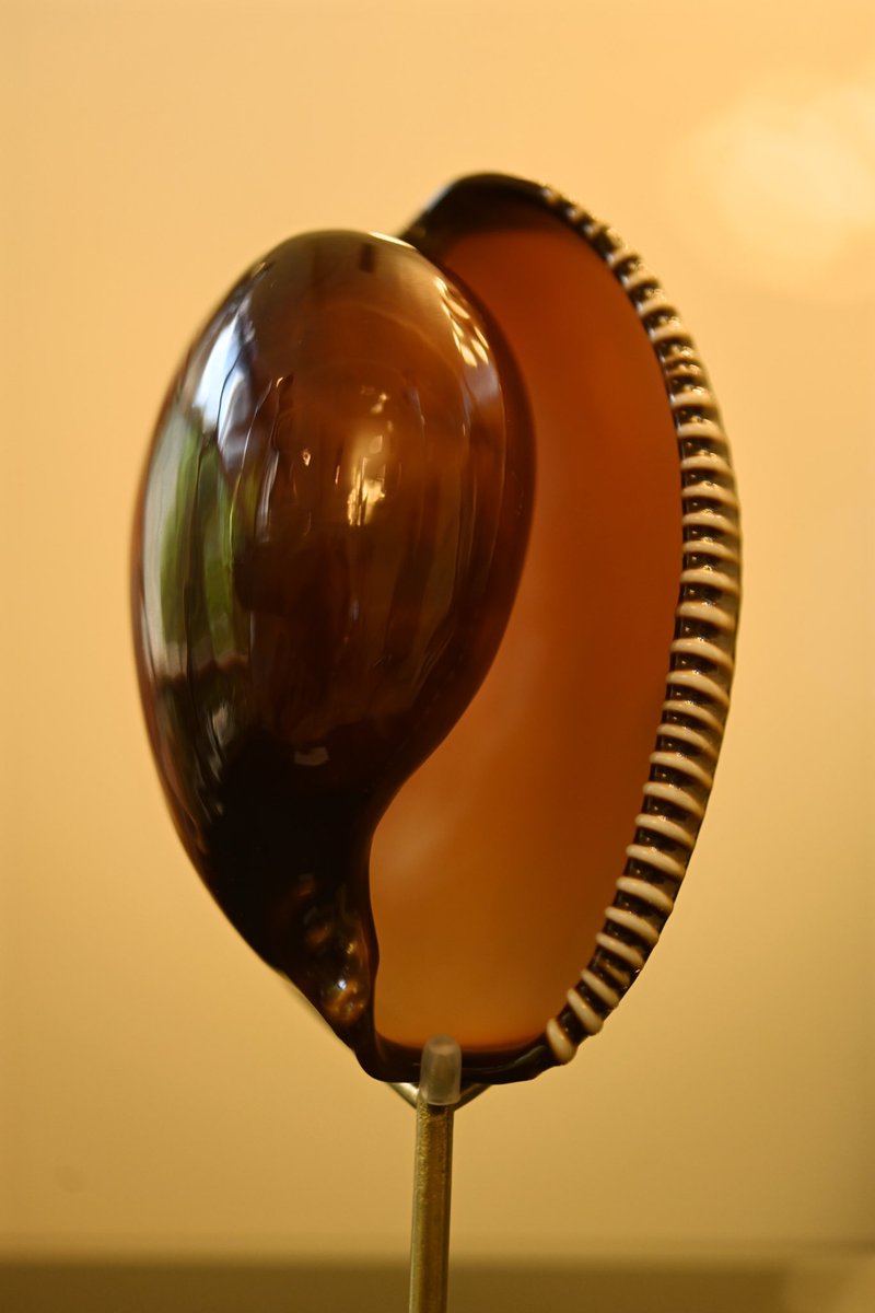 “大灾星”，品相最完好的副模标本Chimaeria incomparabilis  Briano,1993