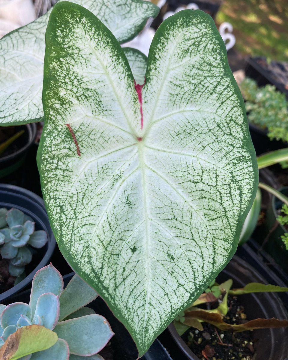 MHJGardenDesign's tweet photo. We've been surprised with some lovely #caladiums coming back from last year. It's wonderful how resilient these plants can be. 🪴

 #variegatedplants #foliage   #pottedplants https://t.co/iBGJWUioja