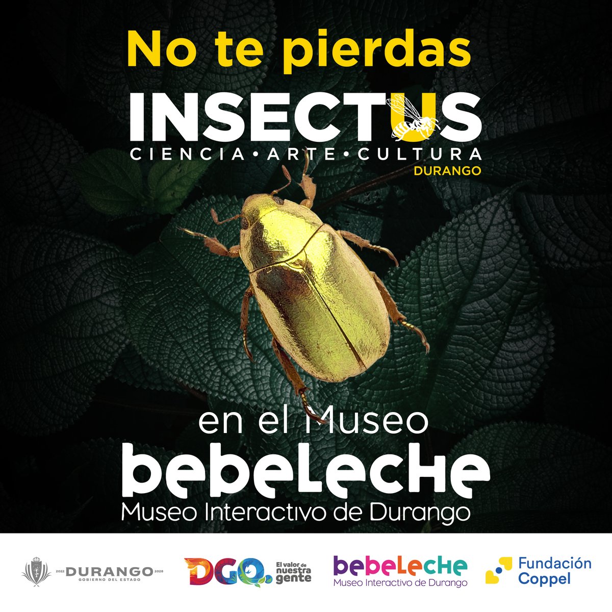 ¡No te pierdas #INSECTUS! 📷 Ven y aprende más del mundo de los insectos.
#FundaciónCoppel #INSECTUS #BebelecheMuseo #Durango #InsectusDurango