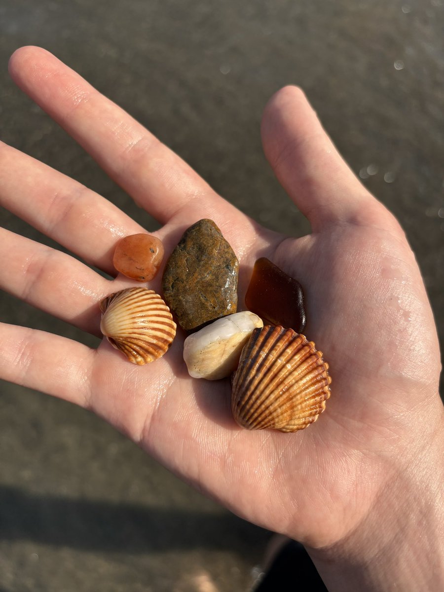 🌊🐚
