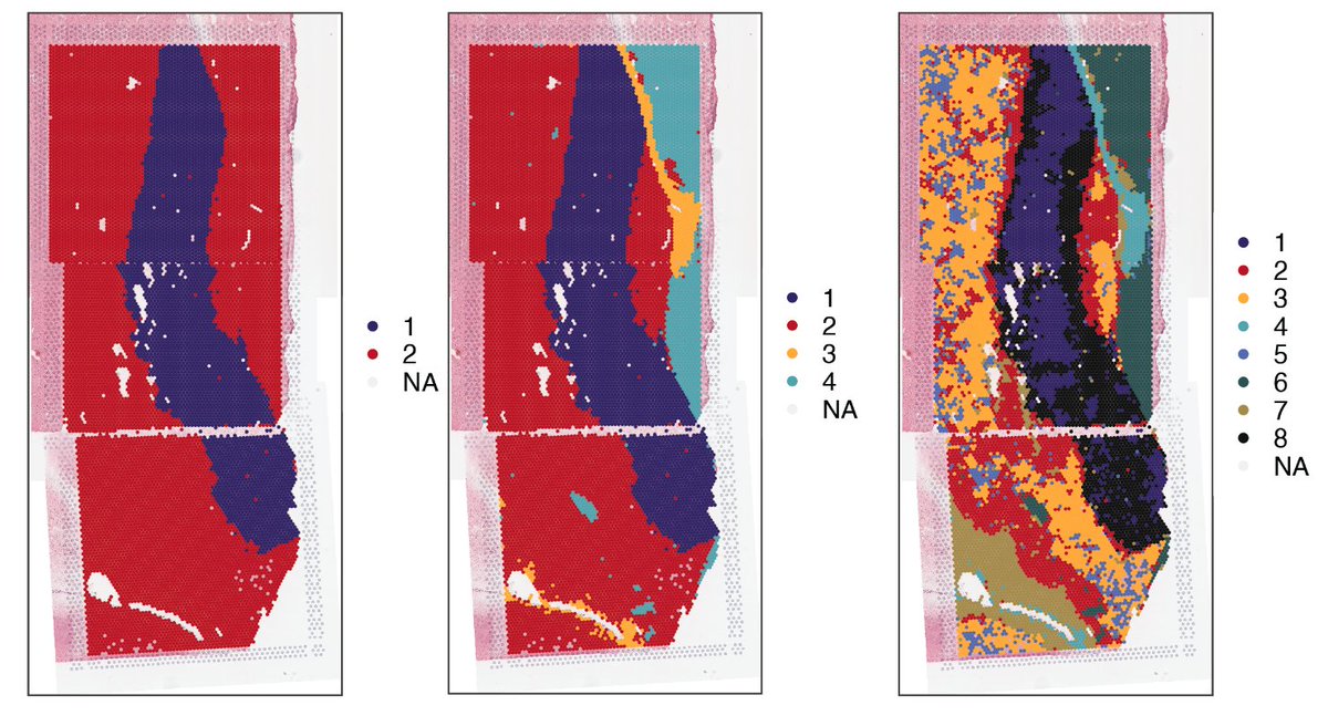 🇲🇽 Leonardo Collado-Torres (@lcolladotor) on Twitter photo Is your tissue larger than a <a href="/10xGenomics/">10x Genomics</a> Visium capture area? If you need to stitch together the images but also the gene expression data, check our new preprint describing #visiumStitched
We also shared example postmortem human brain data (3 samples)
doi.org/10.1101/2024.0… Is your tissue larger than a <a href="/10xGenomics/">10x Genomics</a> Visium capture area? If you need to stitch together the images but also the gene expression data, check our new preprint describing #visiumStitched
We also shared example postmortem human brain data (3 samples)
doi.org/10.1101/2024.0…