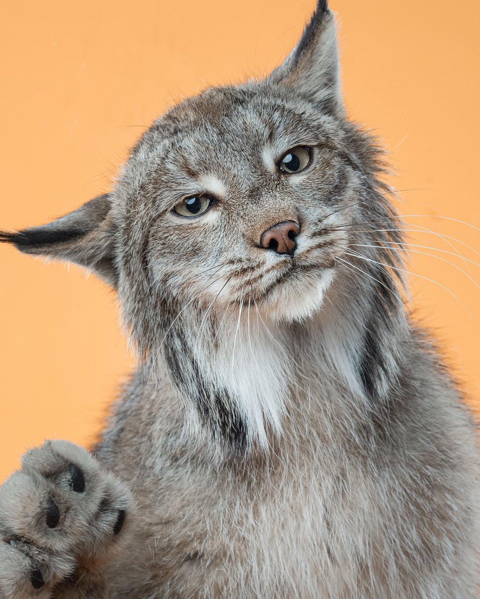 fishingwthwyrms's tweet image. lynx stuns in photoshoot for TUFT magazine #TufterTuesday