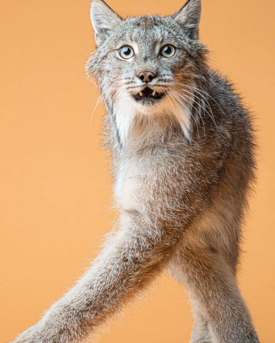 fishingwthwyrms's tweet image. lynx stuns in photoshoot for TUFT magazine #TufterTuesday
