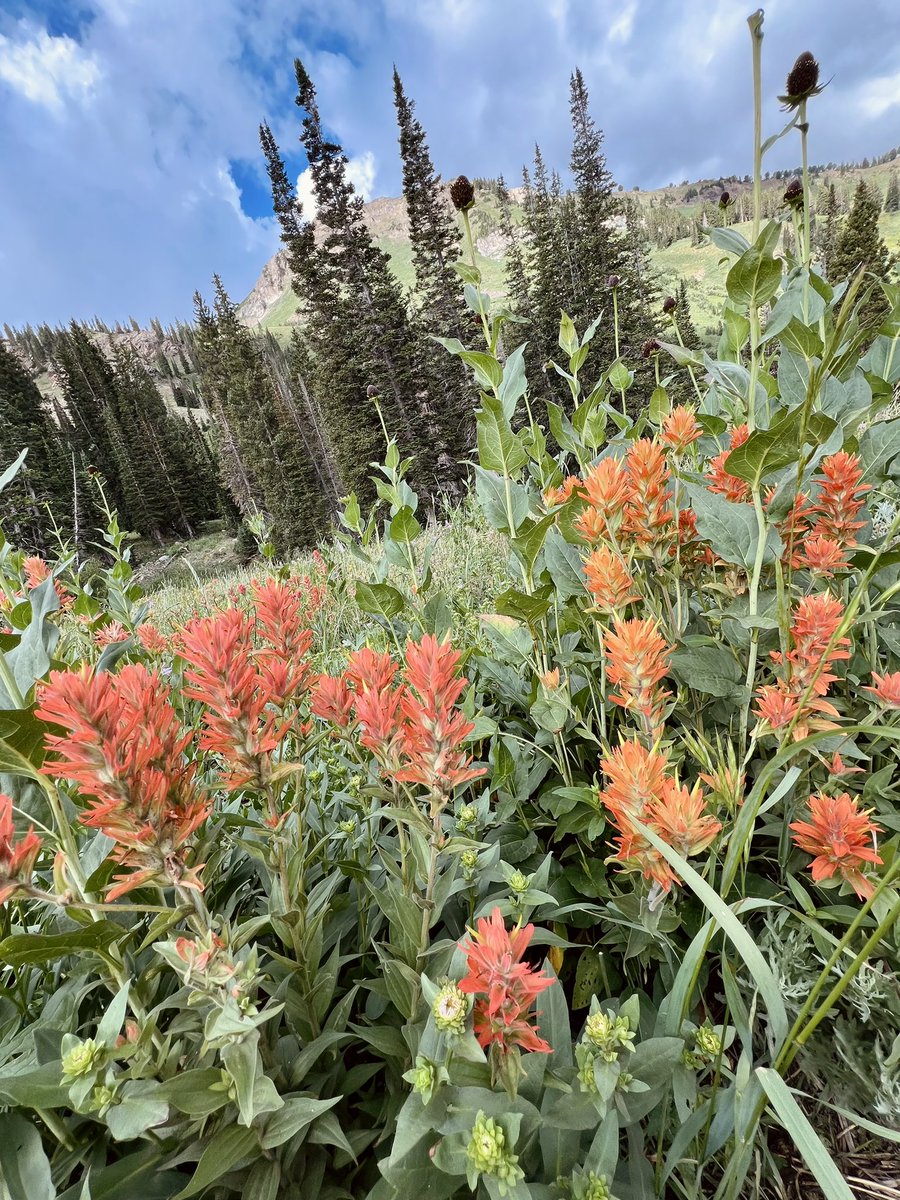 Monday Hiking 😊 Albion Basin above Alta Utah is famous for the dense collection of wildflowers covering its floor. The heat this year must be taking its toll. Most of the flowers are gone already.  It’s still a beautiful hike!