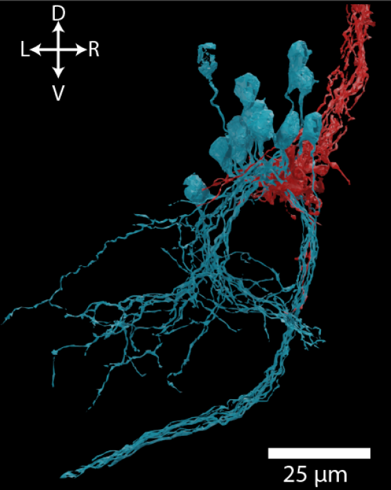 Charlie Dowell tweet media