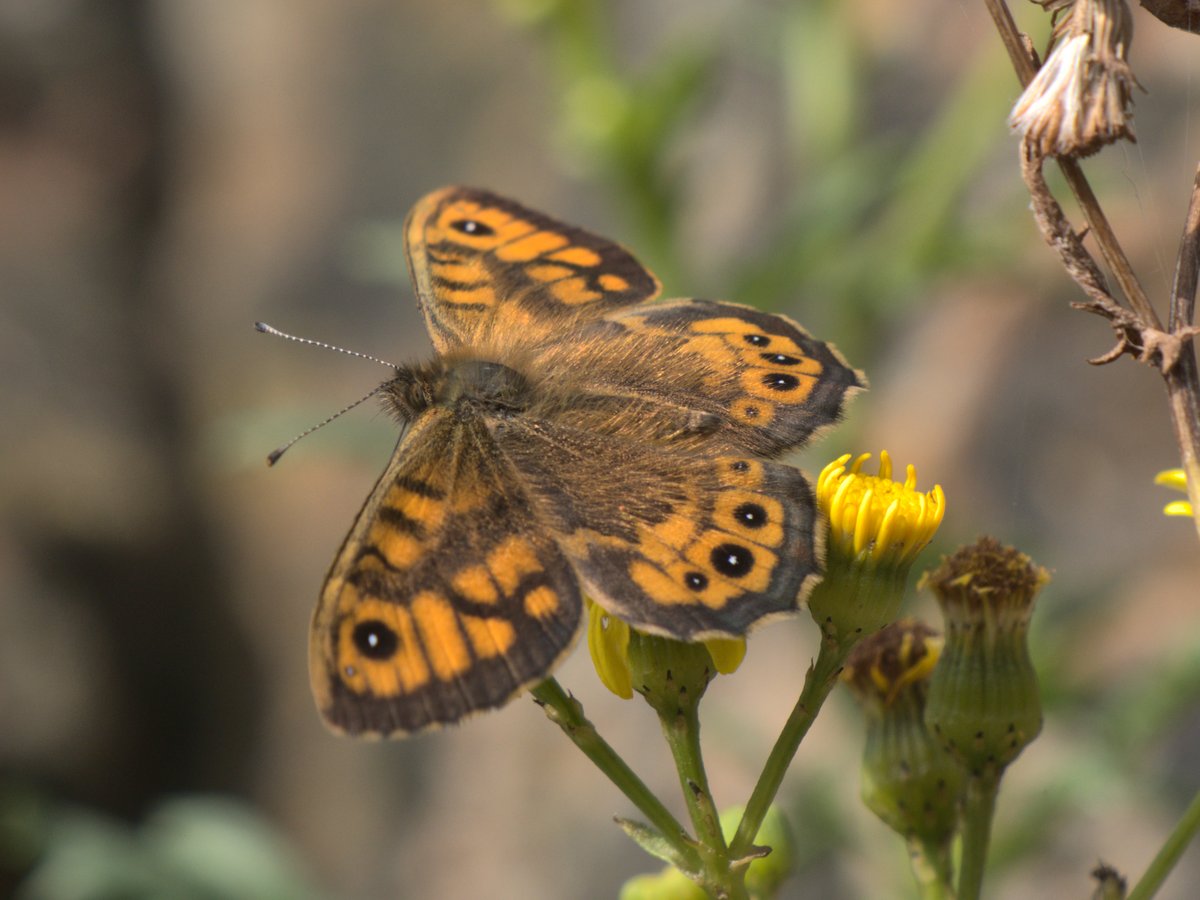 A wall brown (Lasiommata megera) in #HolyroodPark yesterday.

Lasiommata from the Greek for "hairy eyes". Yup, they do, that's going to need a macro shot. Megera from the name of one of the Furies, another butterfly name from Greek mythology. #EntomologicalEtymology