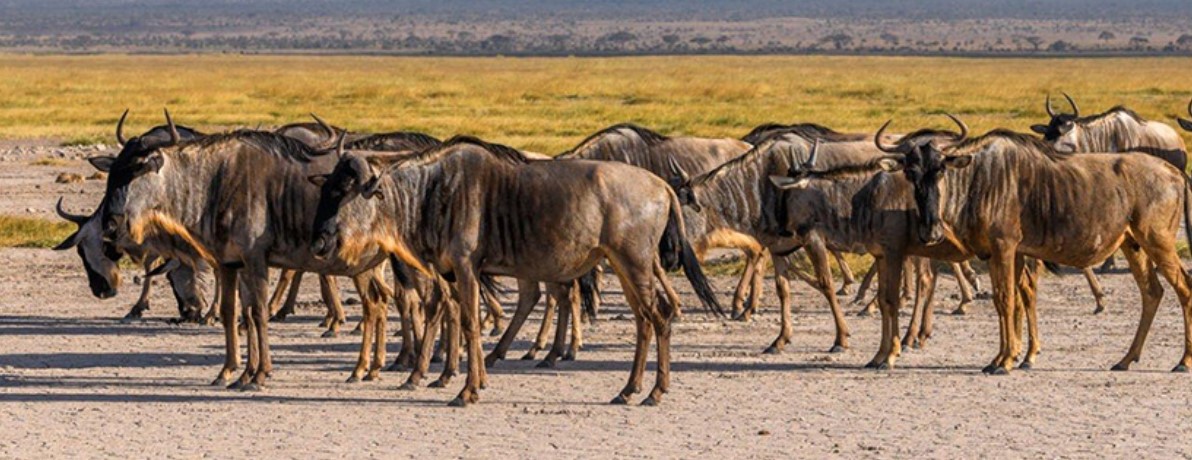 spoonbilltours's tweet photo. 9 DAYS WILDEBEEST MIGRATION

Embark on this remarkable 9-day itinerary specially crafted to follow the awe-inspiring Great Migration. 

For more details please click here >> https://t.co/dxquPMxJ53 https://t.co/SR6IJTBxeU