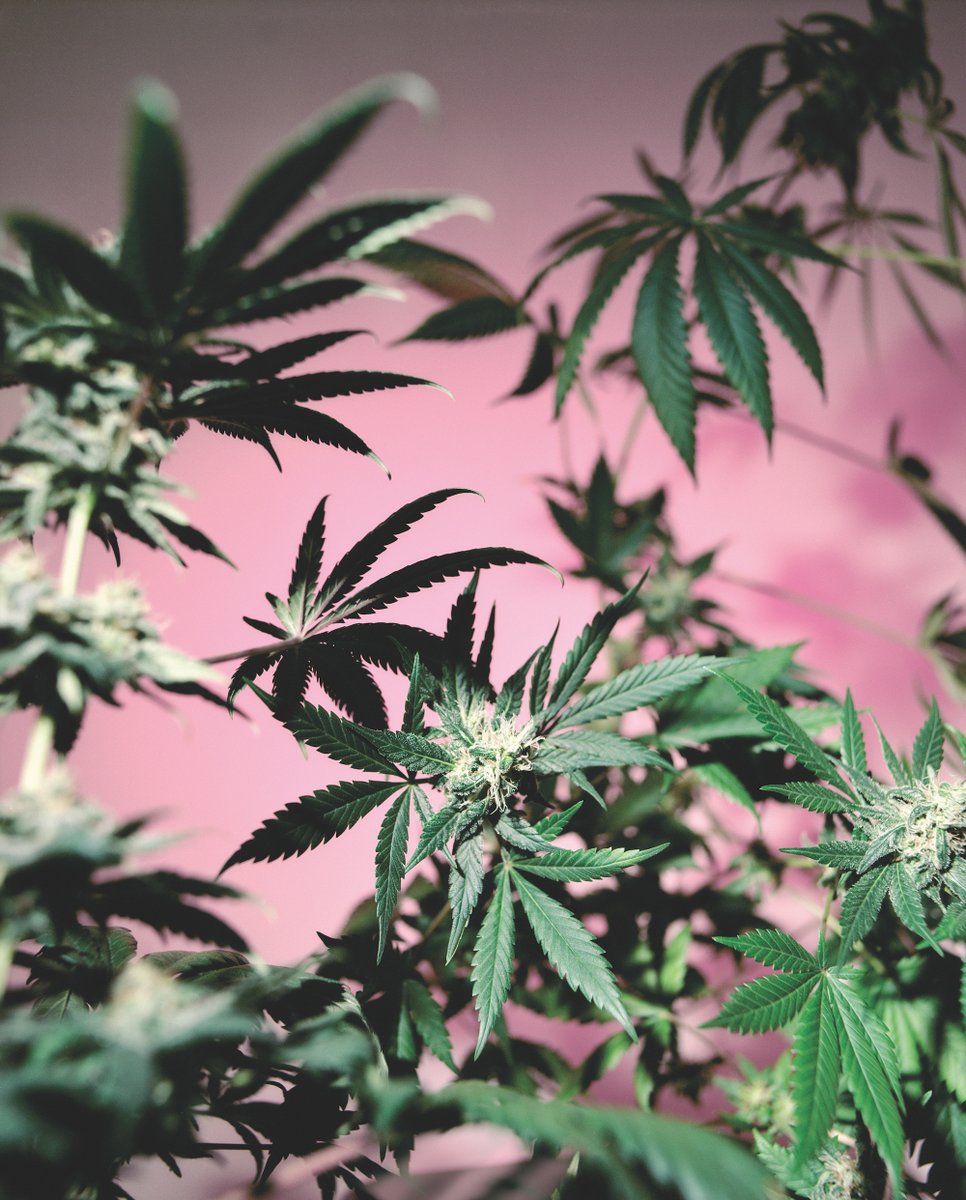 oxfordamerican's tweet image. What happens when the first state-licensed cannabis production company opens in a small town in Georgia? Find out in @cjdbphoto’s essay for the Summer 2024 #OutsideIssue: oxfordamerican.org/magazine/issue…