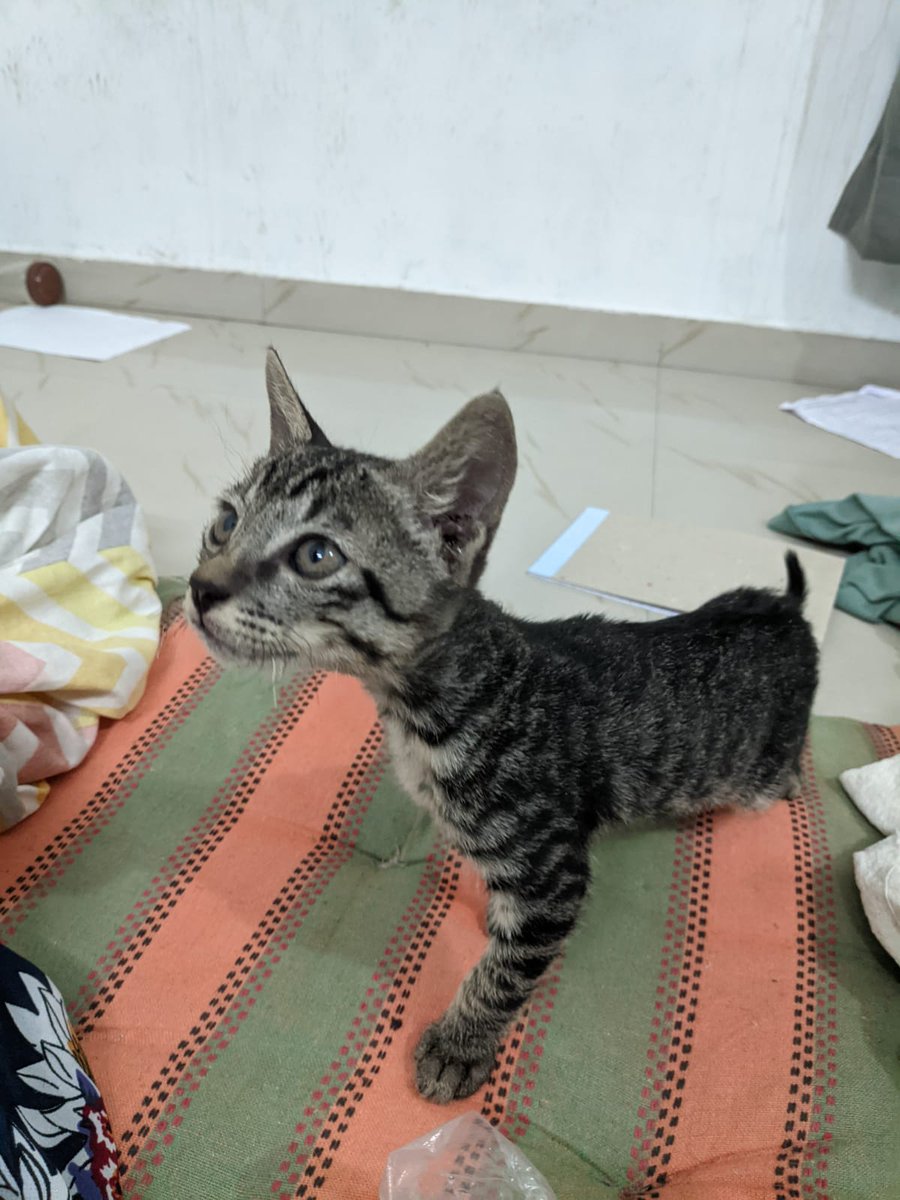 RT
1.5 month old male kitten available for adoption in #Ahmedabad. The cat has been rescued by <a href="/bhatkande717/">Shubham Bhatkande</a> and is currently with him. 
Share for any leads 
#catadoption #AdoptDontShop
<a href="/yadav_monica/">Monica Yadav</a> <a href="/kumarmanish9/">Kumar Manish</a> <a href="/AmitHPanchal/">Amit Panchal</a> <a href="/adhirasy/">𝗔𝗱𝗵𝗶𝗿 𝗔𝗺𝗱𝗮𝘃𝗮𝗱𝗶</a> <a href="/manmeetdawar/">Manmeet Dawar</a>