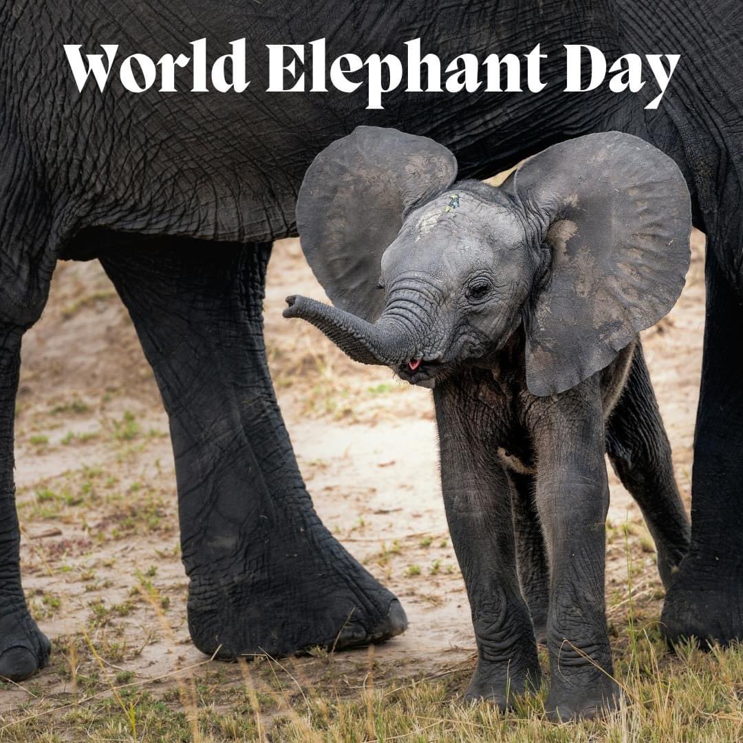Honouring these gentle giants on World Elephant Day🐘🌿Let's ensure their future is as bright as their spirits. 

#WorldElephantDay #GentleGiants #ElephantConservation #OkavangoExpeditions #Elephant #Safari