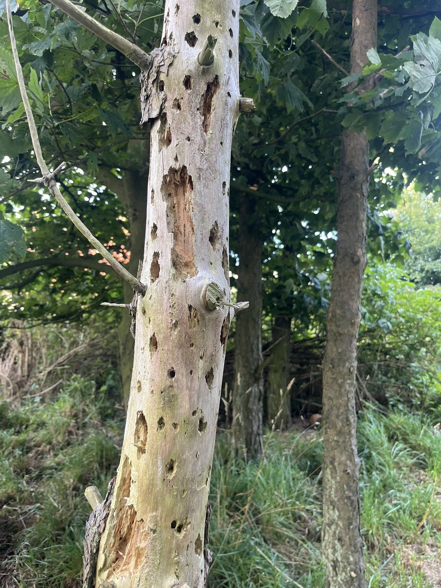 Summer evening walks ☀️🕶️