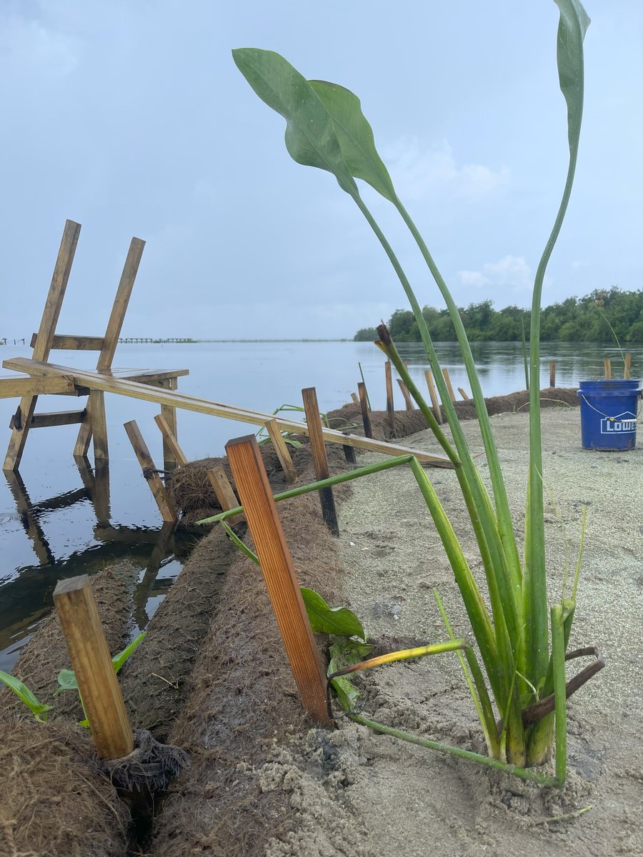 A Special Collection is coming out soon with research on using recycled glass for coastal restoration!
See the call for papers here: onlinelibrary.wiley.com/page/journal/1…
