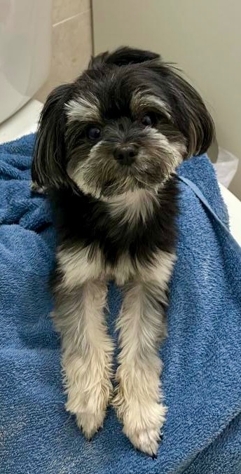 MAX IS MISSING IN QUEENS. Last seen in East Elmhurst near 94th Street and 25th Ave. If you've seen or found him please go here: 
lostmydoggie.com/details.cfm?pe… and/or phone 877-818-0060 and PLEASE RT MAX!