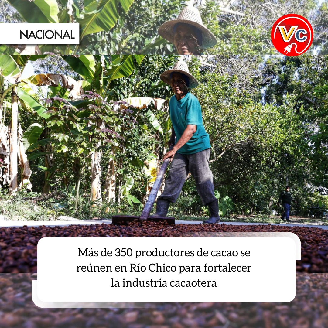 Vzlaconectada's tweet photo. En el marco del Plan Mi Hacienda, Mi Empresa, más de 350 productores de cacao de la parroquia Río Chico, en el municipio Páez del estado Miranda, se reunieron esta semana en un encuentro sectorial con el objetivo de fortalecer la producción de cacao.
#12agosto #Petare https://t.co/goMMv7Fsk8