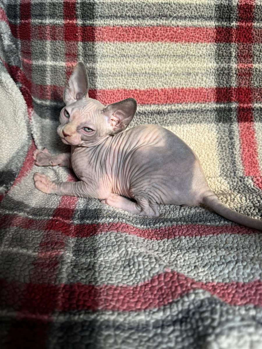 Little aqua is not amused with our photoshoot 😂 
Female Sphynx born 6/15 👀for her forever🏡
Dm for more info
