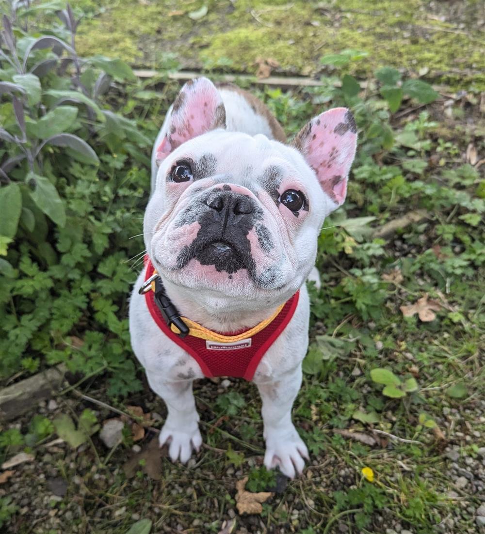 #rehomehour 
Myla 2 yr 1 month old French Bulldog, she's a playful 
friendly girl who is good with dogs and could possibly 
live with a dog, fine with children 5 +, no cats, more 
info/adopt her from <a href="/BleakholtUK/">Bleakholt Official</a>