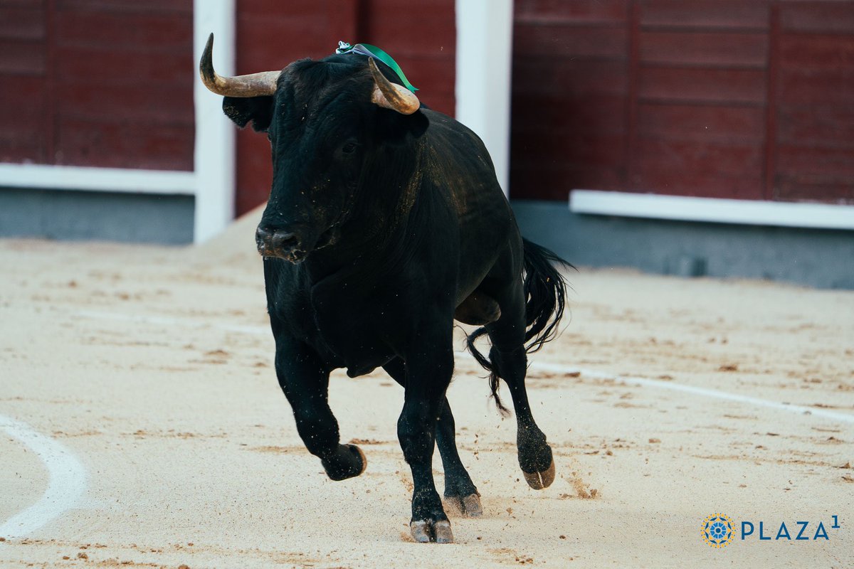 Mi reflexión sobre la polémica novillada de Paloma Sánchez-Rico en Madrid👇🏻

Mucho se ha hablado, antes y después del festejo, de la novillada de Terrones lidiada este domingo en Madrid. No tardaron los “taurinos” en poner el grito en el cielo cuando vieron las fotos de algunos