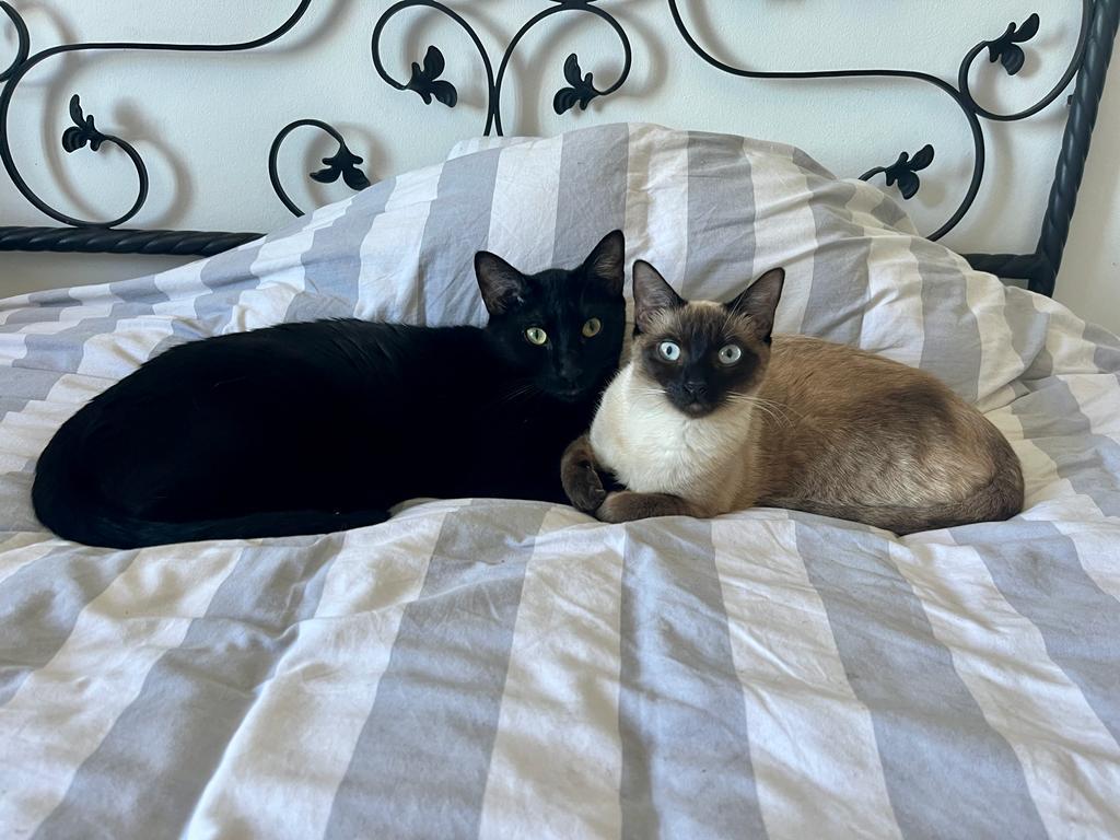 silvia mensegar tweet media