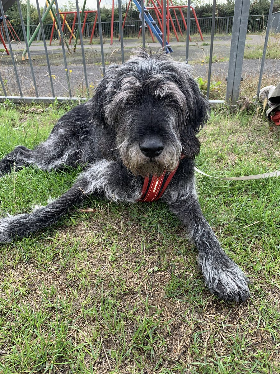 Today we had to say goodbye to our beloved Frankie. He was the best of us. We rescued him from Cyprus as he was an abandoned hunting dog, but he soon realised how living as a pet is more preferable than existing in servitude. Sleep well best boy x