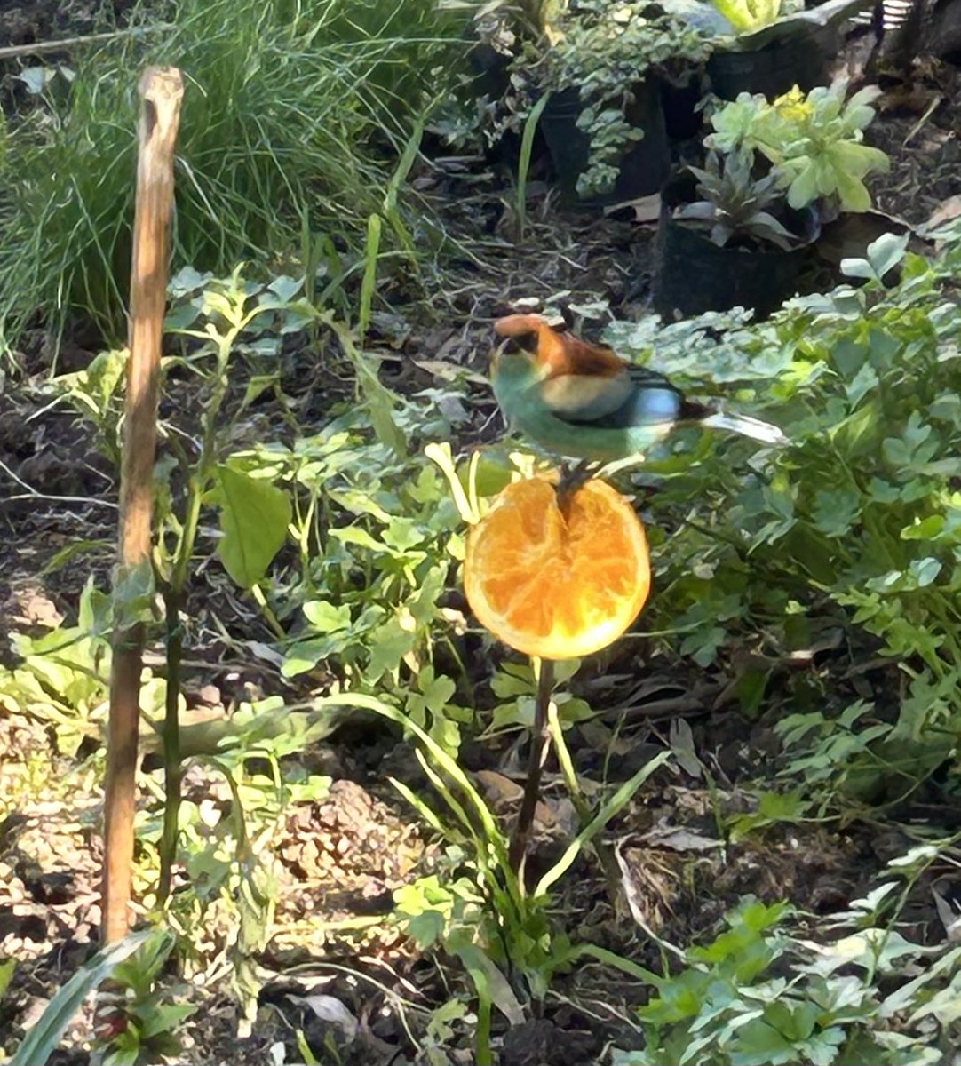A. Lopez Zuasnabar (@alzuasnabar) on Twitter photo Este achará y su pareja han empezado a visitarme. Sumado a una pareja de naranjeros, otra de cardenales, muchas calandrias, doraditos, chingolos, zorzales…Maravillado por esta belleza alada. <a href="/InvernizziMario/">Mario Invernizzi</a> Este achará y su pareja han empezado a visitarme. Sumado a una pareja de naranjeros, otra de cardenales, muchas calandrias, doraditos, chingolos, zorzales…Maravillado por esta belleza alada. <a href="/InvernizziMario/">Mario Invernizzi</a>