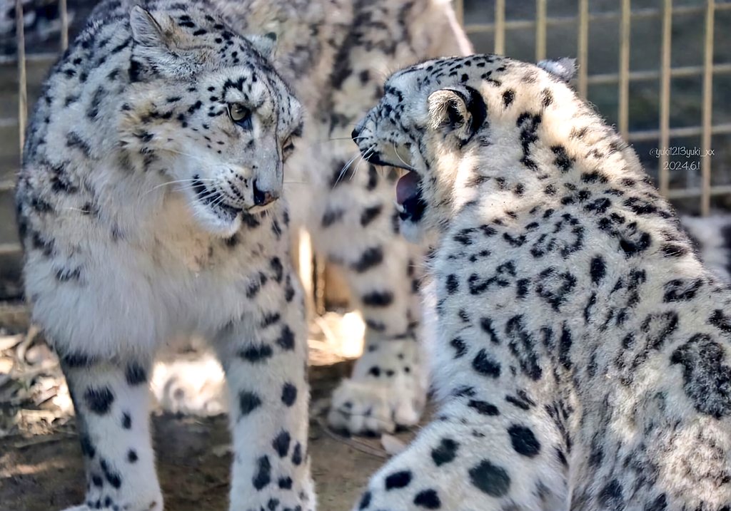 snepreactions's tweet image. argument where one party is extremely angry while the other is calm but exasperated #interpersonal #conflict #snowleopard