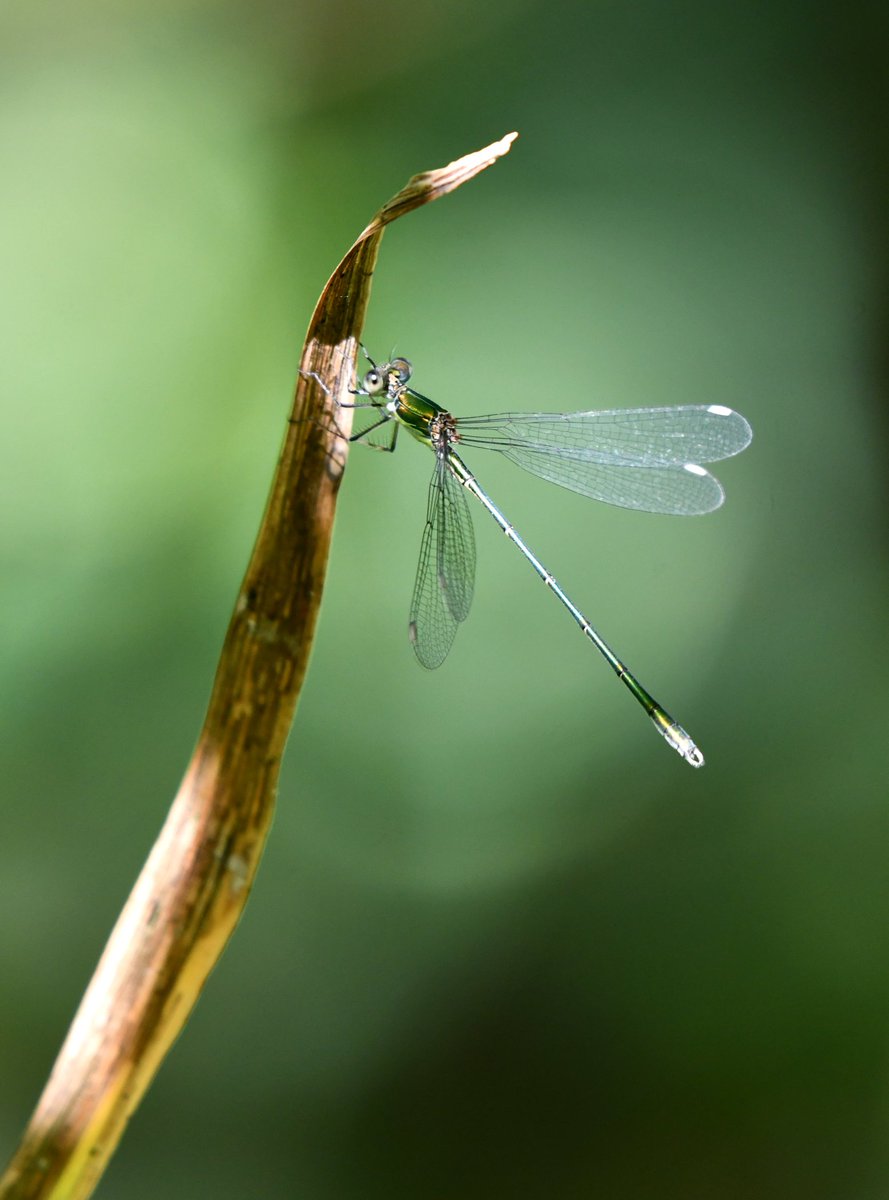 SteveCSnook's tweet photo. Willow Emerald Damselfly 
(Chalcolestes viridis)

EWT Langdon, Marks Hill 

11/08/24

#ewtlangdon2024
#langdonlivinglandscape 
#langdonridgesssi https://t.co/AmUZySI0wS