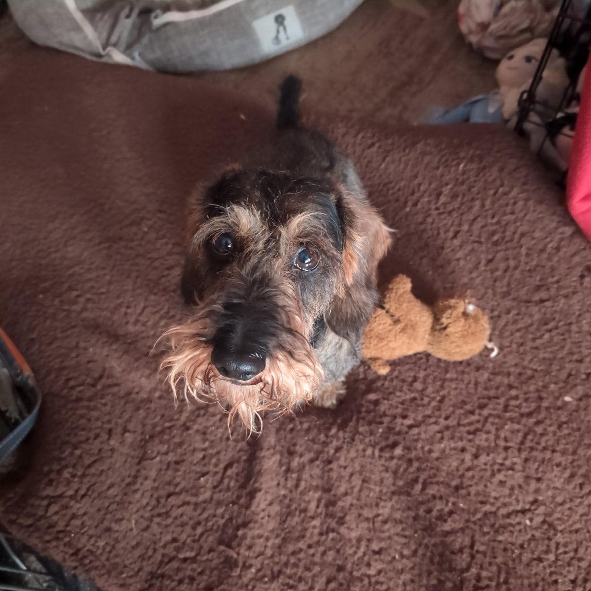 Honestly, I know nothing about any rabbit heads and I definitely didn't make mum pull one out of my mouth and stick her finger in its brain. 🙄