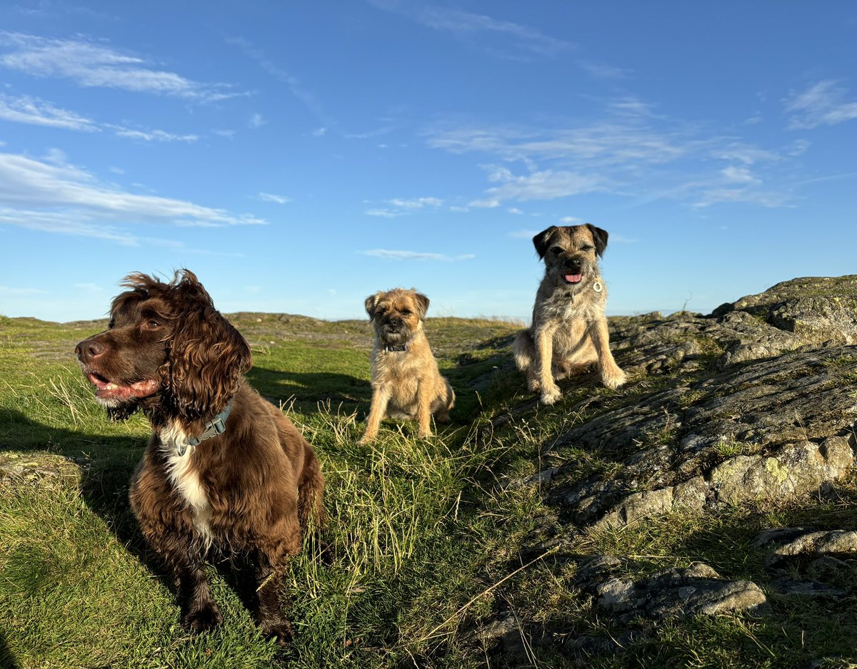 FTerrierist's tweet photo. Lovely to get out in the sunshine this evening after thunderstorms this morning 😁#btposse #borderterrier #thelakedistrict https://t.co/oYfNXCY60F