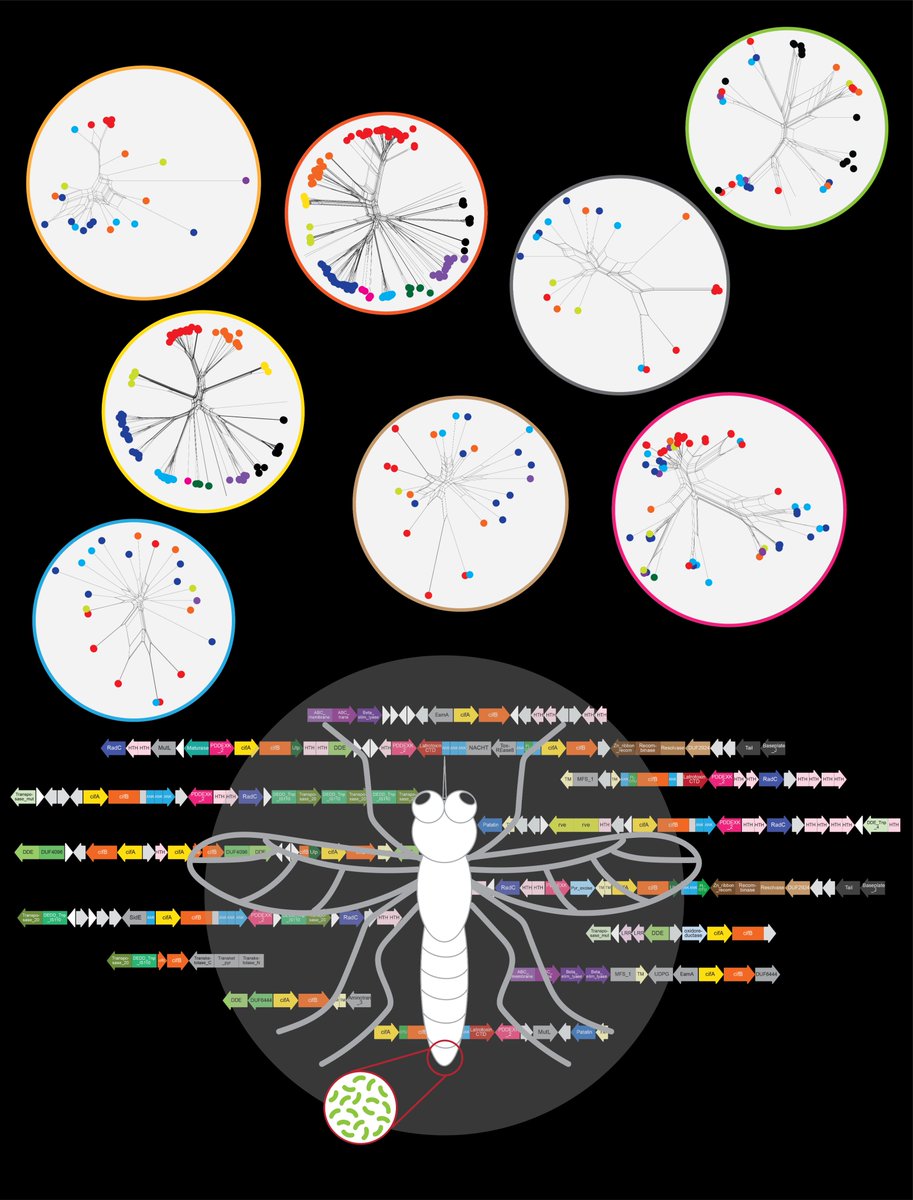 Aravind group (@jivarahasya) on Twitter photo Wolbachia-mediated Cytoplasmic Incompatibility, transposons and other entanglements
Our new collaborative work with <a href="/DapengZhang5/">ZhangLab_SLU</a> lab is out. It investigates the fascinating phenomenon of the genomic basis of Cytoplasmic Incompatibility (CI) and its ultimate origins. This Wolbachia-mediated Cytoplasmic Incompatibility, transposons and other entanglements
Our new collaborative work with <a href="/DapengZhang5/">ZhangLab_SLU</a> lab is out. It investigates the fascinating phenomenon of the genomic basis of Cytoplasmic Incompatibility (CI) and its ultimate origins. This