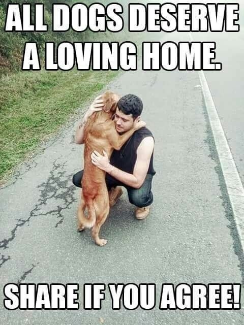 DogLovers03's tweet photo. All dogs deserve a loving home 🏠 ❤ https://t.co/Ct8FEjIGF2