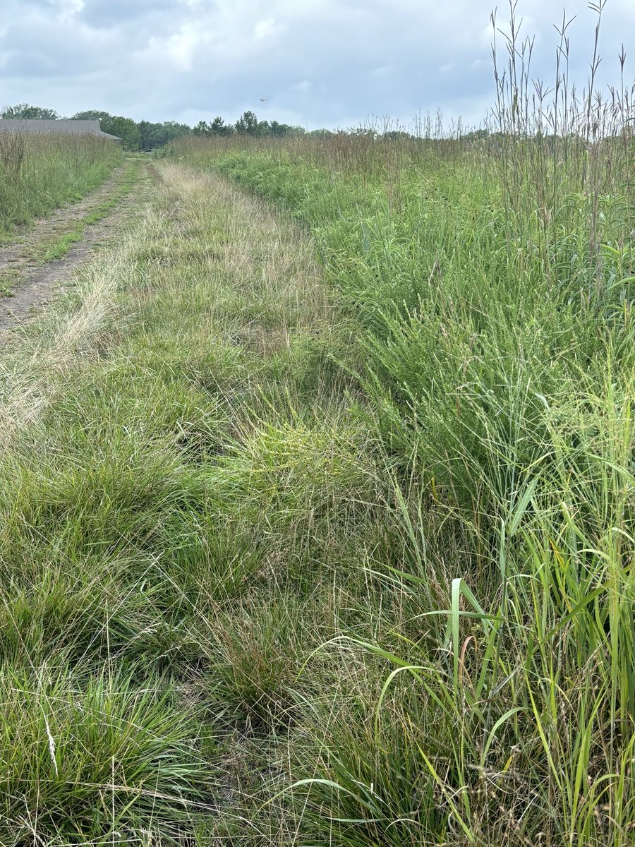 Ethan Shamet (@eshamet) on Twitter photo Sprayed NativeKlean June 6th to clean up some natives. Left side sprayed, right side no spray. @CortevaUSTurf <a href="/Jared_Hoyle/">Jared Hoyle, PhD</a> Sprayed NativeKlean June 6th to clean up some natives. Left side sprayed, right side no spray. @CortevaUSTurf <a href="/Jared_Hoyle/">Jared Hoyle, PhD</a>