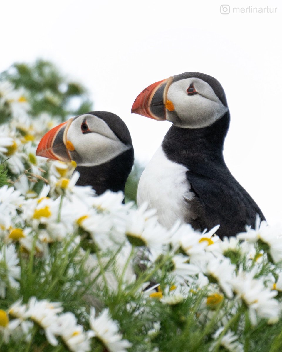 merlinarturs's tweet photo. Just another day in #puffin paradise.

#iceland #southiceland #visitsouth #vik #vikimyrdal #reynisfjara #dyrholaey #puffins #birds #naturelovers #bbcearth #earth #earthpix #wildlife #natgeo #sony #sonyalpha #sonynordic #sonyimages #photography #naturephotography https://t.co/yJ4f8rb97Z