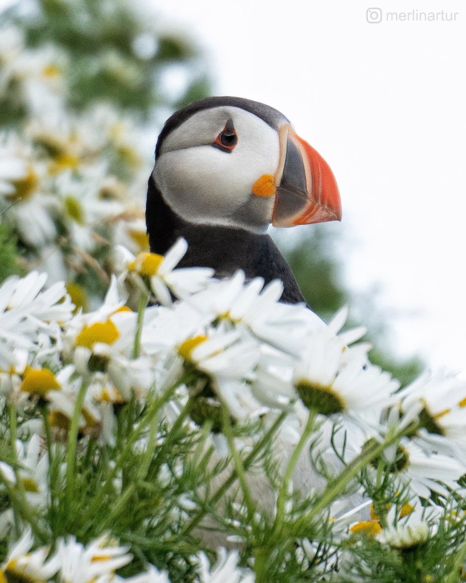 merlinarturs's tweet photo. Just another day in #puffin paradise.

#iceland #southiceland #visitsouth #vik #vikimyrdal #reynisfjara #dyrholaey #puffins #birds #naturelovers #bbcearth #earth #earthpix #wildlife #natgeo #sony #sonyalpha #sonynordic #sonyimages #photography #naturephotography https://t.co/yJ4f8rb97Z