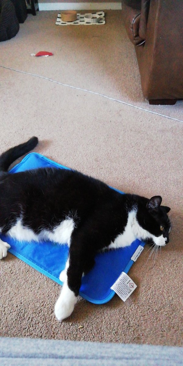 CezG75's tweet photo. @Number10cat I feel ya Larry old chum - Hamish https://t.co/brOdxKZiAw