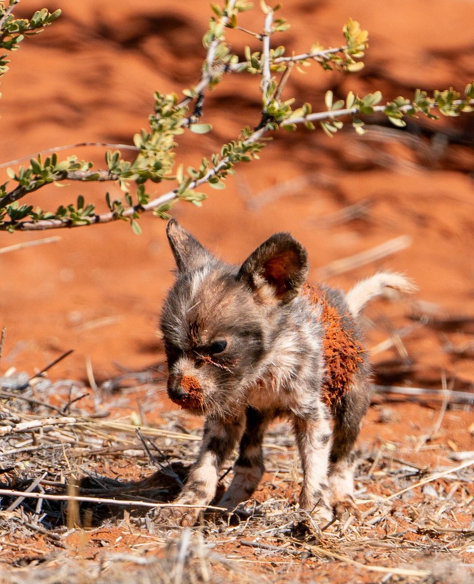 A Tswalu photographic opportunity with a distinct sense of place: painted pups against red Kalahari sand. Up your skills by booking private tuition with Tswalu's resident photographic guide: l8r.it/g1KP #Tswalu #WildDogConservation #PhotoSafari