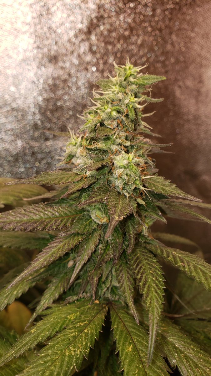 MarijuanaSeeds's tweet photo. Apple seeders getting fuller!💚
#greenavengerseeds #cannabisindustry https://t.co/gyHoyTIbRn