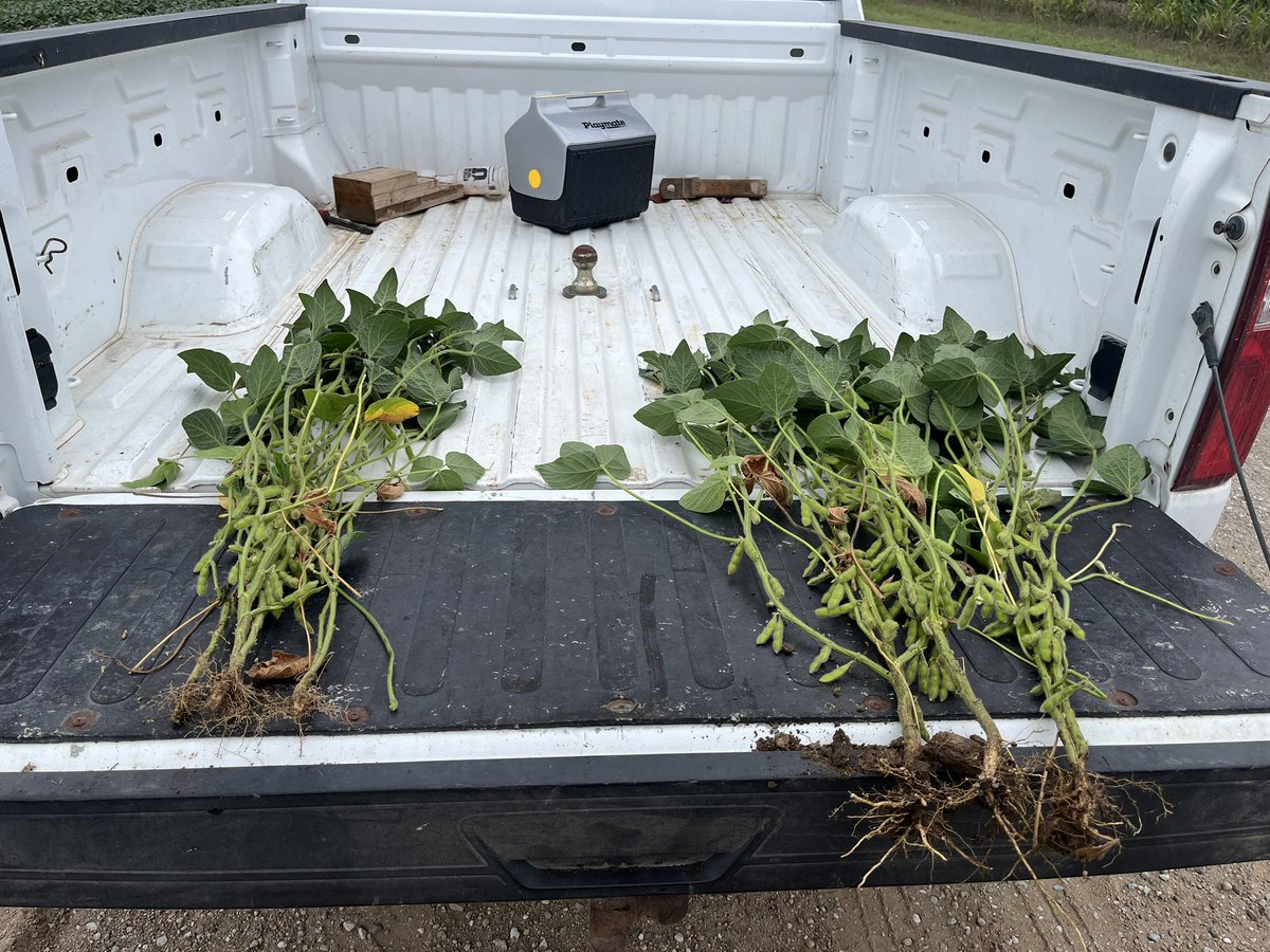 RhizoCarbon sprayed on the right to soybeans in Nebraska. Two applications @ 24oz per acre. Got roots?