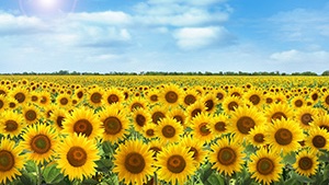 Phomopsis stem canker of sunflower - is fungicide resistance becoming an emerging problem?
Join us for a FREE webinar on August 21 at 1:30 ET/12:30 CT with Dr. Febina Mathew of <a href="/NDSUPlantPath/">NDSUPlantPathology</a>. Register now to receive the link!

zoom.us/webinar/regist…