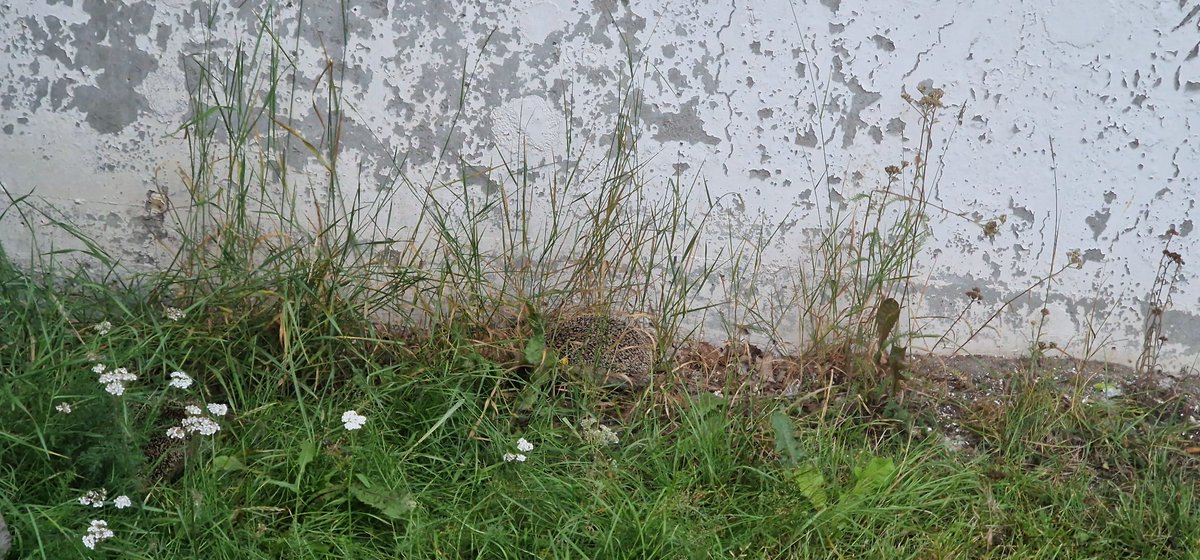 bomek44's tweet image. En #igelkott i gräset, länge sen jag såg en sist men ikväll skedde det. 

Till stor glädje för mig och nu även för igelkottstwitter 😃