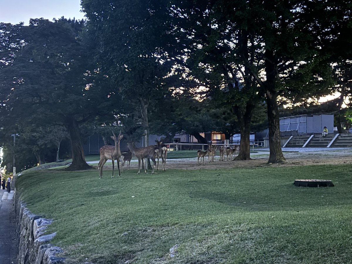 Wissing_'s tweet photo. 1) Started our day very late, took the wrong train twice, but ended up in Nara with the deer
2) Accidentally stumbled upon the Nara Tokae lantern festival which was a fun surprise 
3) Ended our final night in Dotonbori
4) The plane ride home https://t.co/Bkpn6UbgkV