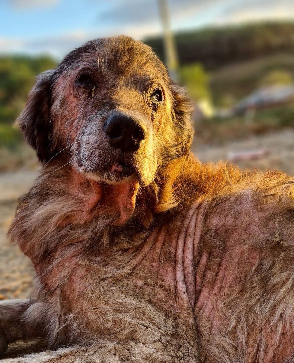 Badiko (@badiko_) on Twitter photo Sayın belediyeler; bugüne kadar kısırlaştırma, tedavi vb gibi görevlerinizi asla yerine getirmezken bakıyorum da  konu toplama ve katliam olunca hepiniz birbirinizle yarışır hale geldiniz. Yaşama değil de ölüme mi tüm enerjiniz ve azminiz?
#KatliamAnayasayaAykırı Sayın belediyeler; bugüne kadar kısırlaştırma, tedavi vb gibi görevlerinizi asla yerine getirmezken bakıyorum da  konu toplama ve katliam olunca hepiniz birbirinizle yarışır hale geldiniz. Yaşama değil de ölüme mi tüm enerjiniz ve azminiz?
#KatliamAnayasayaAykırı